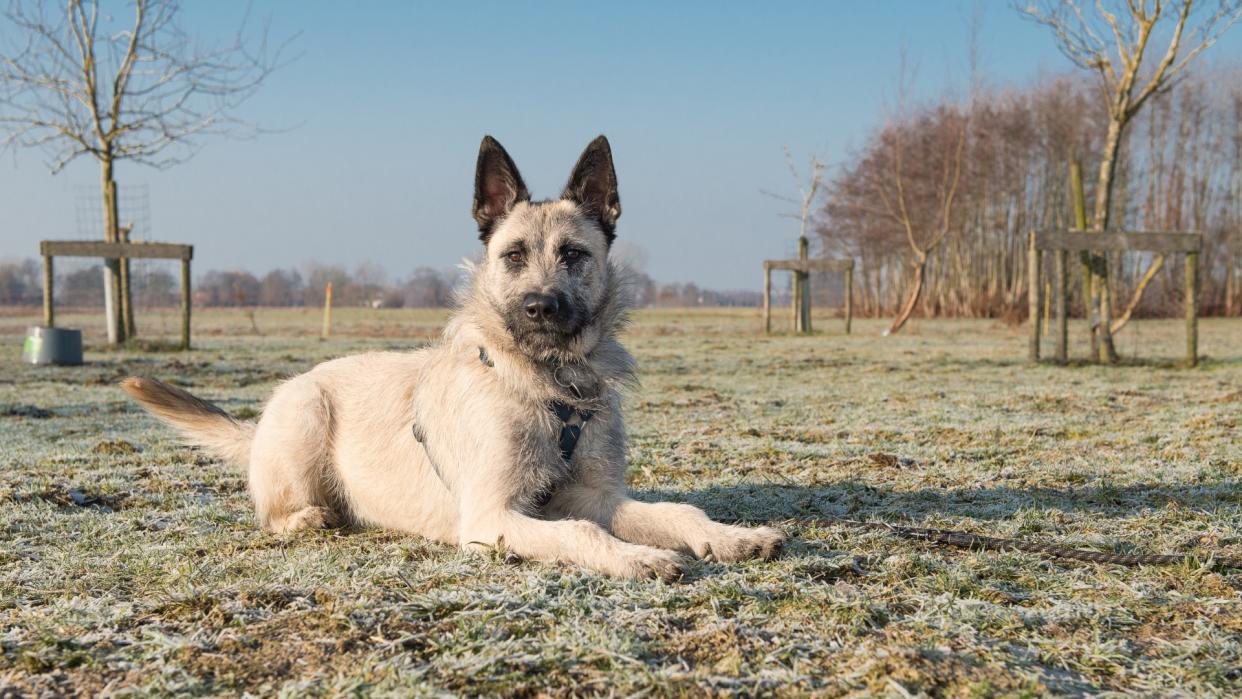 Dutch shepherd dog