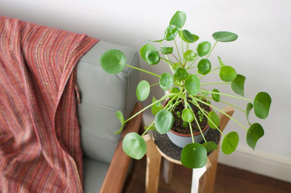 good luck plants pilea