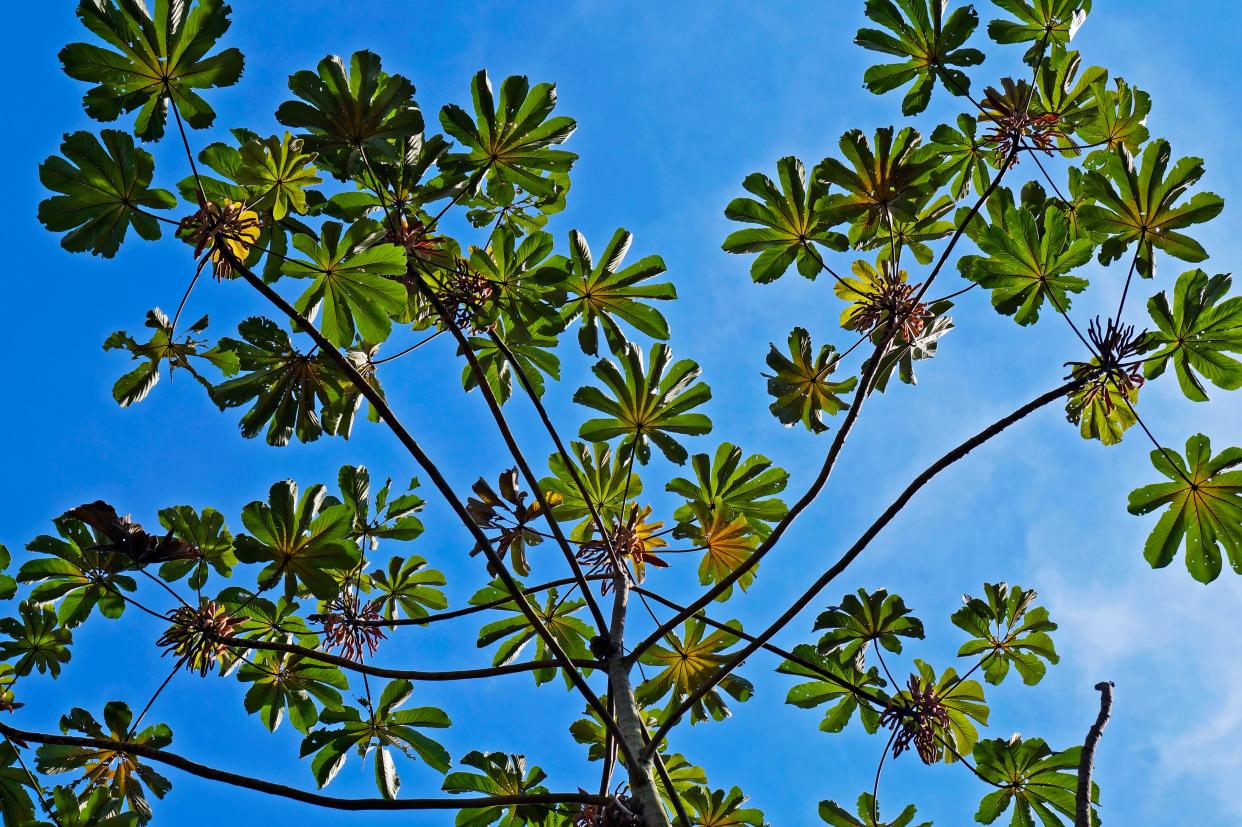 Cecropia trees develop open canopies and have distinctive foliage.