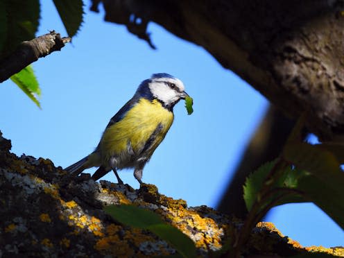 <span class="attribution"><a class="link " href="https://www.shutterstock.com/image-photo/eurasian-blue-tit-cyanistes-caeruleus-bringing-1458754475" rel="nofollow noopener" target="_blank" data-ylk="slk:Hajakely/Shutterstock;elm:context_link;itc:0;sec:content-canvas">Hajakely/Shutterstock</a></span>