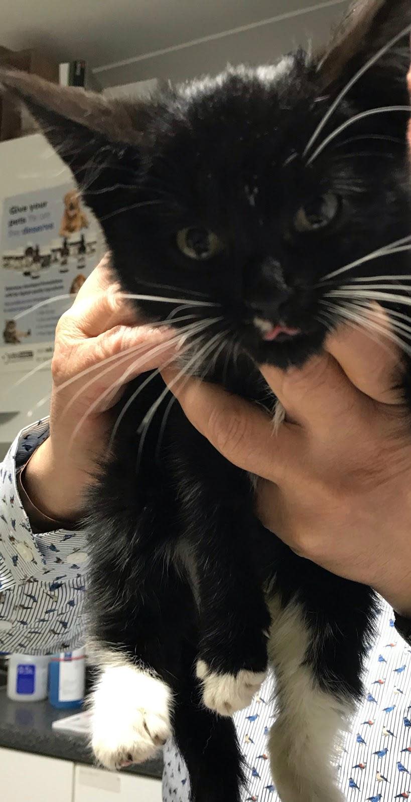 Vets believe the cat was subjected to sexual abuse. (SWNS)