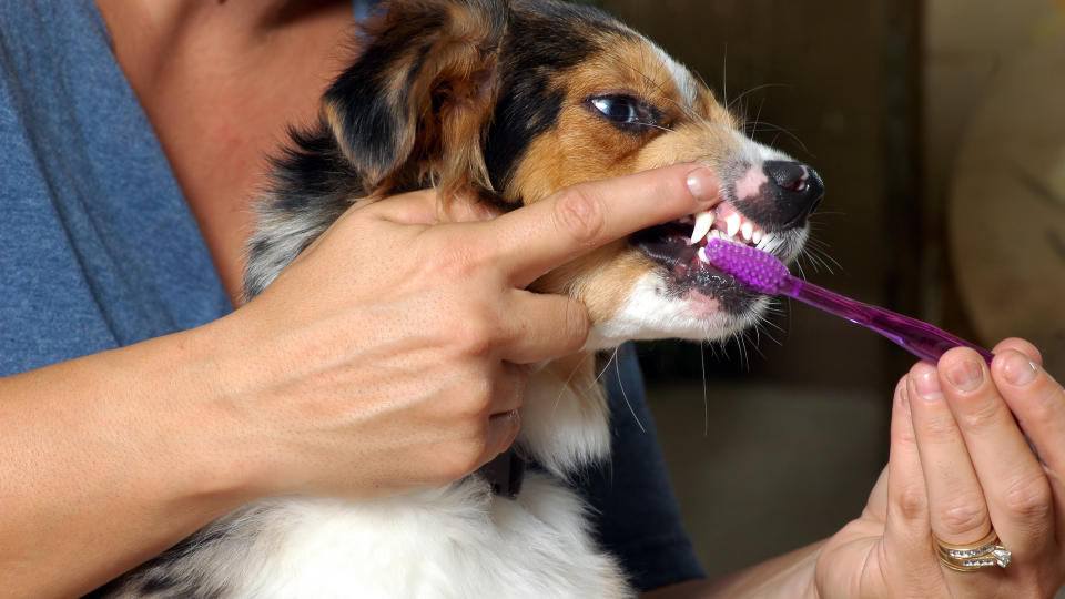 Dog having teeth brushed