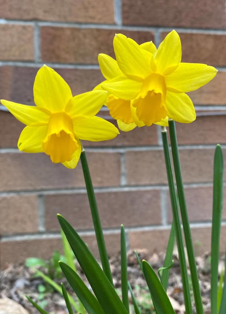 Daffodils will return year after year if you allow the green leaves to mature and yellow after the flowers fade. The bulbs must be allowed to go dormant to fuel the flower growth the following year.