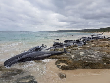 Stranded whales on the beach at Hamelin Bay in this picture obtained from social media, March 23, 2018. Leearne Hollowood/via REUTERS