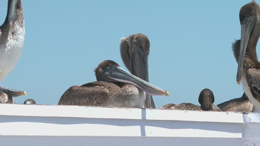 More sick brown pelicans arrived at the Newport Beach pier on May 7, 2024. (KTLA)