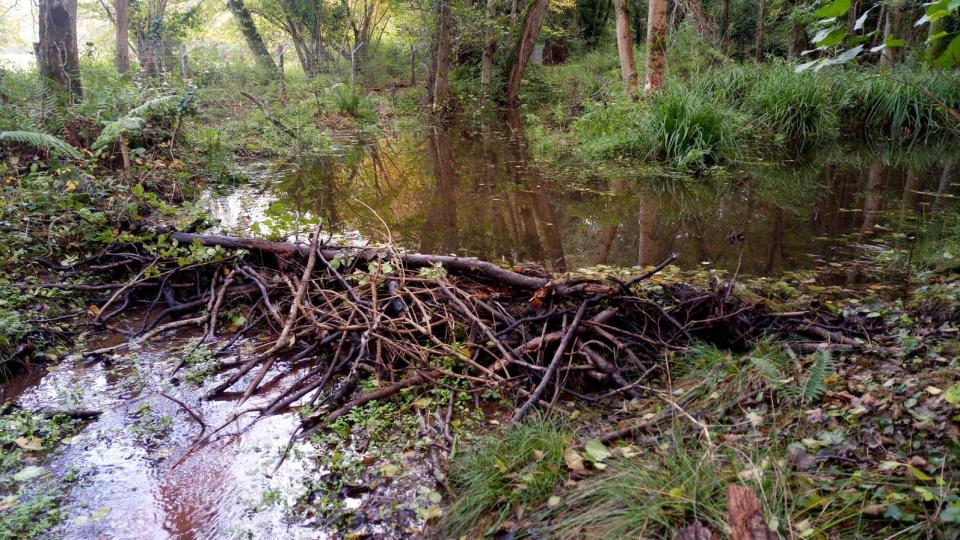 Under construction: The new beaver dam at Holnicote Estate in Exmoor, SomersetSally Robinson/National Trust