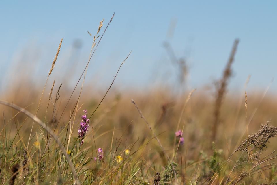 Dotted Blazing Star Wabano Aki/Evan Woelk Balzer