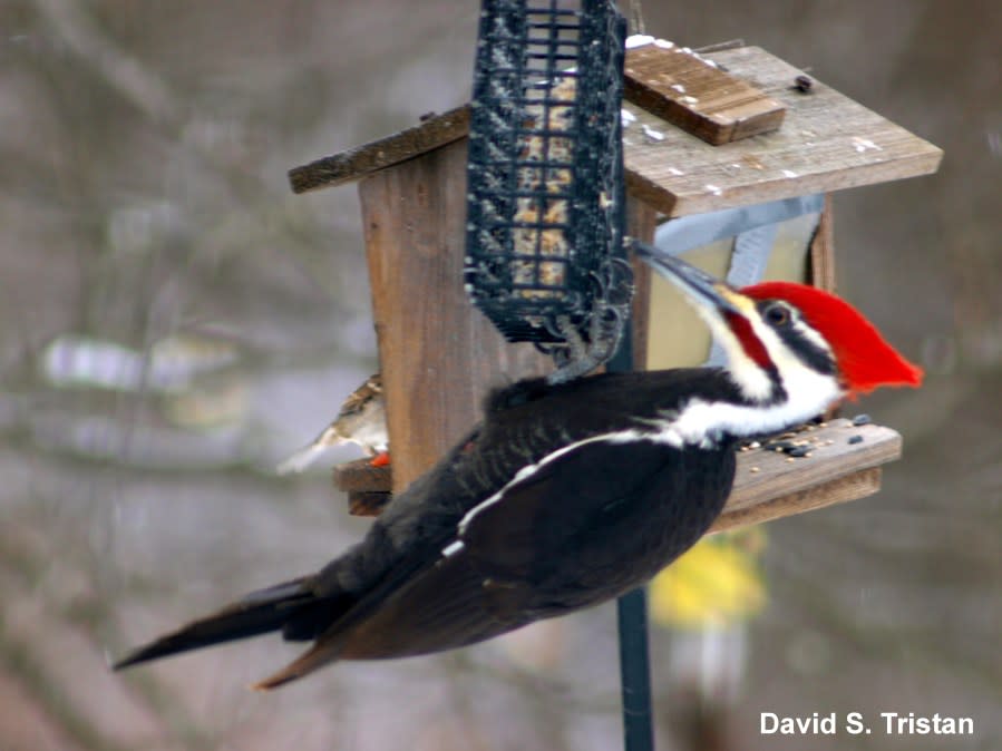 Piliated Woodpecker