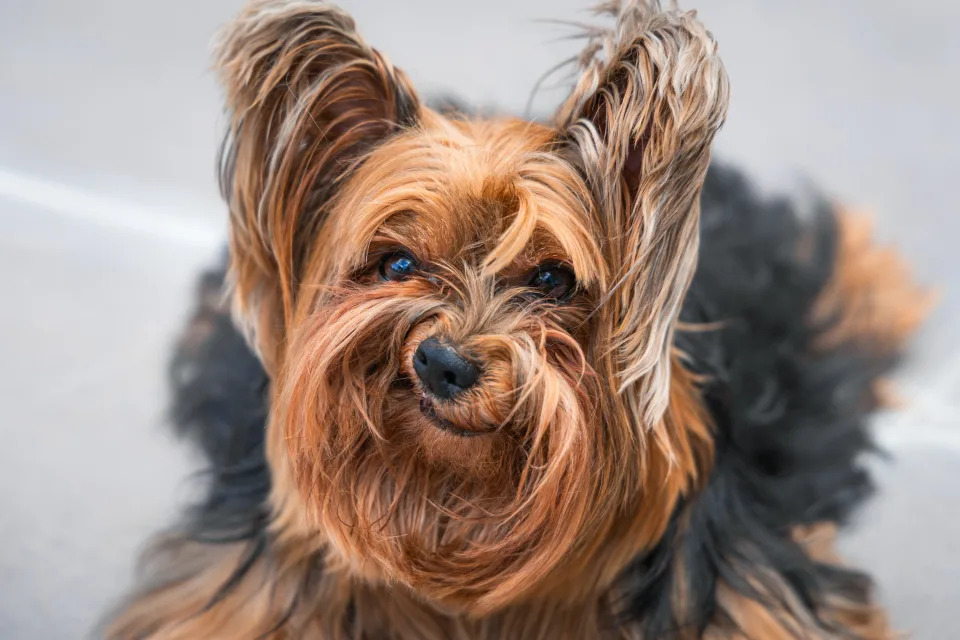 A Yorkie dog appears grumpy