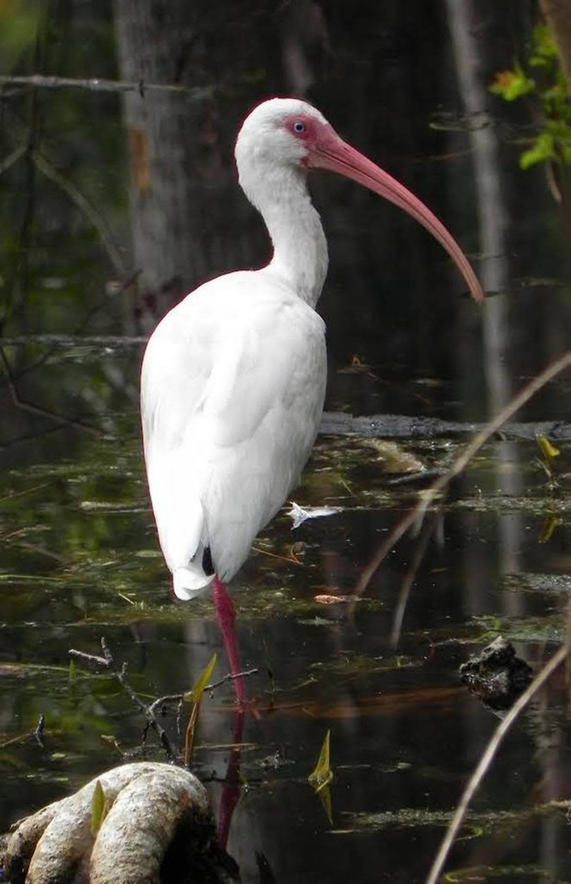 The White Ibis.