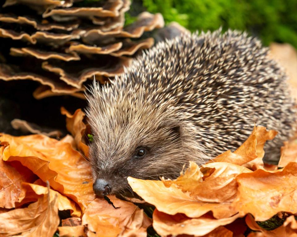 hedgehog in autumn leaves