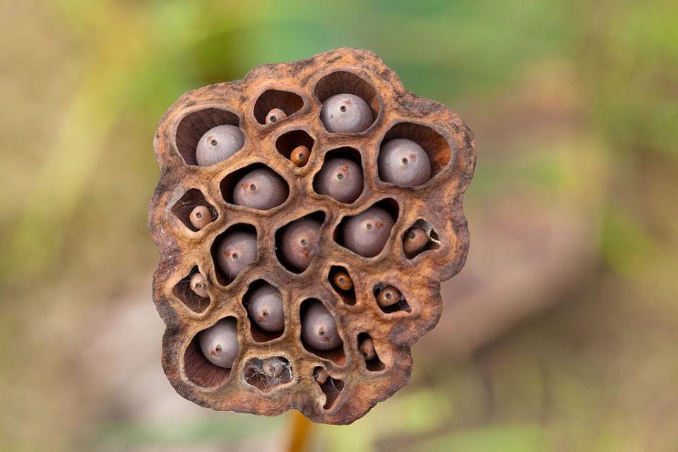 These dried American lotus seedpods are edible and often used in floral arrangements. Monroe’s nickname is the “Floral City.”