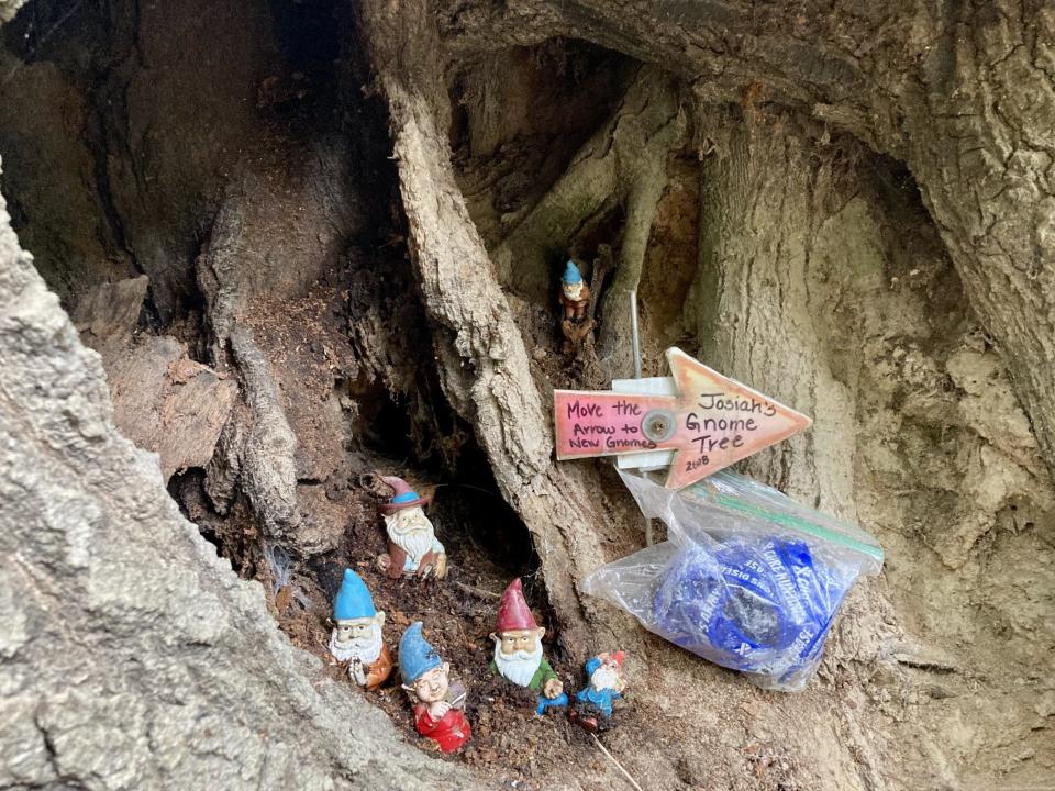 A collection of gnomes sit in the roots of Josiah's Gnome Tree alongside a baggie of rubber bracelets for Huntington's Disease awareness.