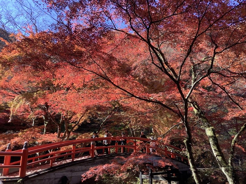 今年10月大解禁，觀賞日本紅葉美景越來越容易   圖:劉黎兒/攝