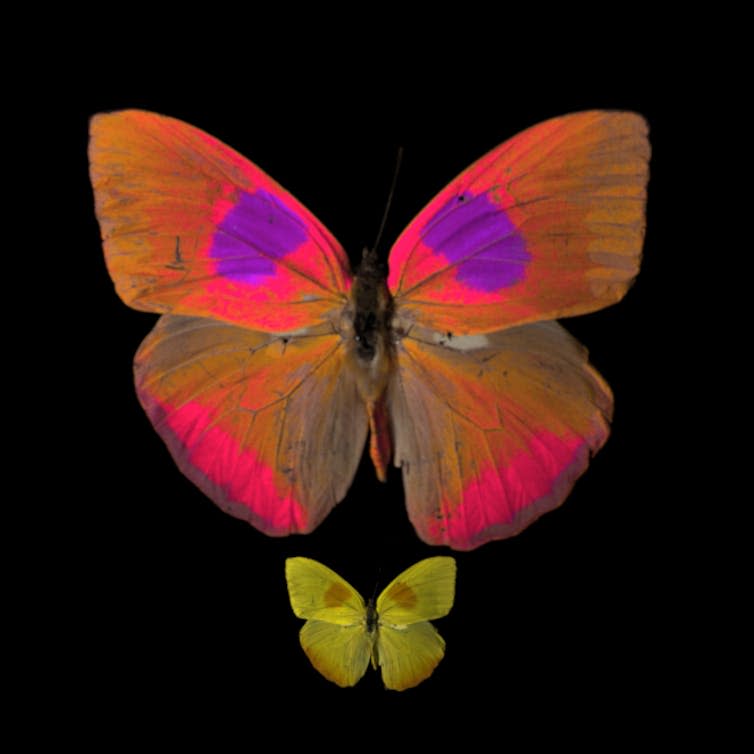 A large butterfly in fluorescent orange and purple tones contrasted with a smaller yellow version of the same image.