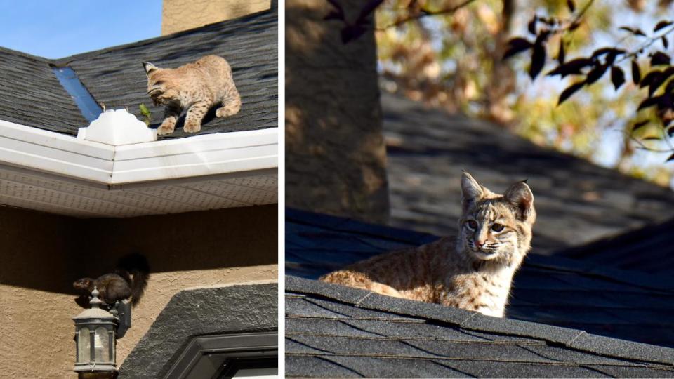  A bobcat kitten hangs out on a roof in southeast Calgary.