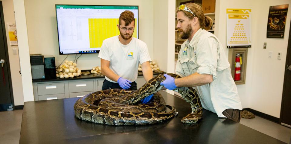 Biologist Ian Easterling, right, and intern Trevor Bergstrom from the Conservancy of Southwest Florida unfurl a large female python that will be necropsied by them on  Wednesday, April 26, 2023. The python was found as part of an effort to rid Southwest Florida of the invasive snakes. The concept involves releasing males with radio transmitters, which then find females. The males are radio tracked by the biologists, where they hopefully find large females with eggs that are then removed from the wild. The program is 10 years old. They have removed over 1,000 pythons and over 30,000 lbs. of snakes in those 10 years. 