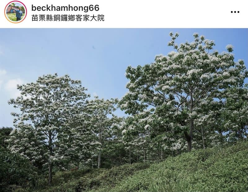 當微風緩緩吹過，雪白的油桐花落下，夢幻指數破表。（圖／IG：beckhamhong66 授權提供）