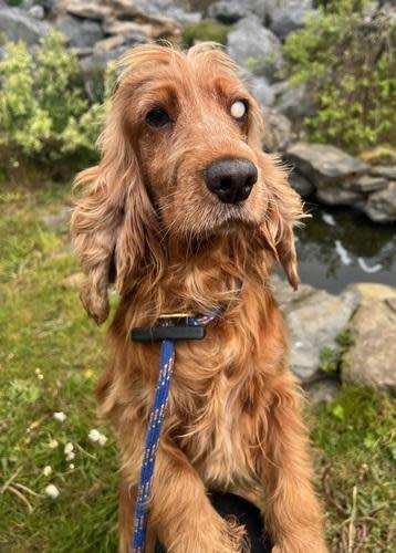 South Wales Argus: March, female, five years old, Cocker Spaniel. March has really flourished since she first arrived at the rescue from a breeder. She is doing well learning how to walk on a lead although adopters will need to be mindful she has seen very little of the