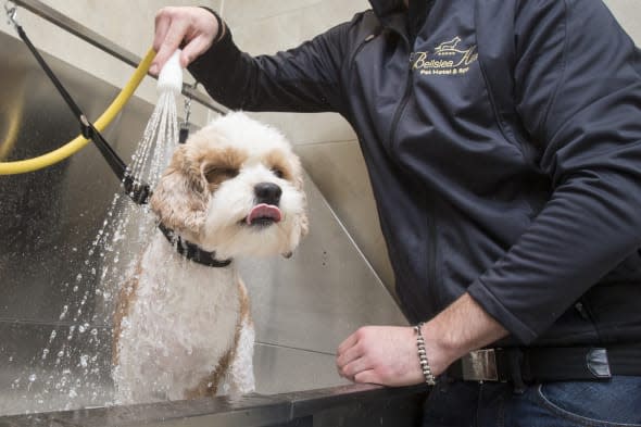Rosie the Cavalier Poodle Cross, or Cavapoo, is washed by Managing Director William Aitken in the luxury spa at the Bellslea Hills Pet Hotel and Spa. PRESS ASSOCIATION Photo. Picture date: Wednesday March 11, 2015. A new hotel with private suites, temperature-controlled flooring and a state-of-the-art spa has opened - catering only for dogs. Bellslea Hills Pet Hotel and Spa opened this week in Ayr and is based on facilities in Beverley Hills and Hollywood, staff said. Photo credit should read: Danny Lawson/PA Wire