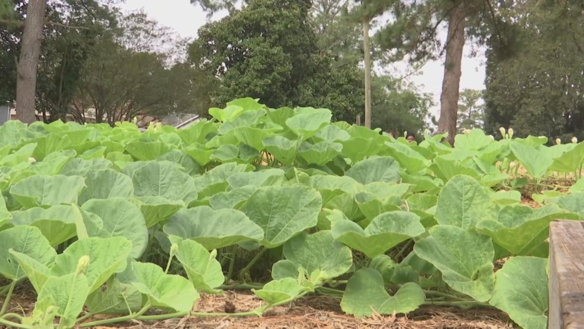 Yard of the Month — Growing a better community since 1972