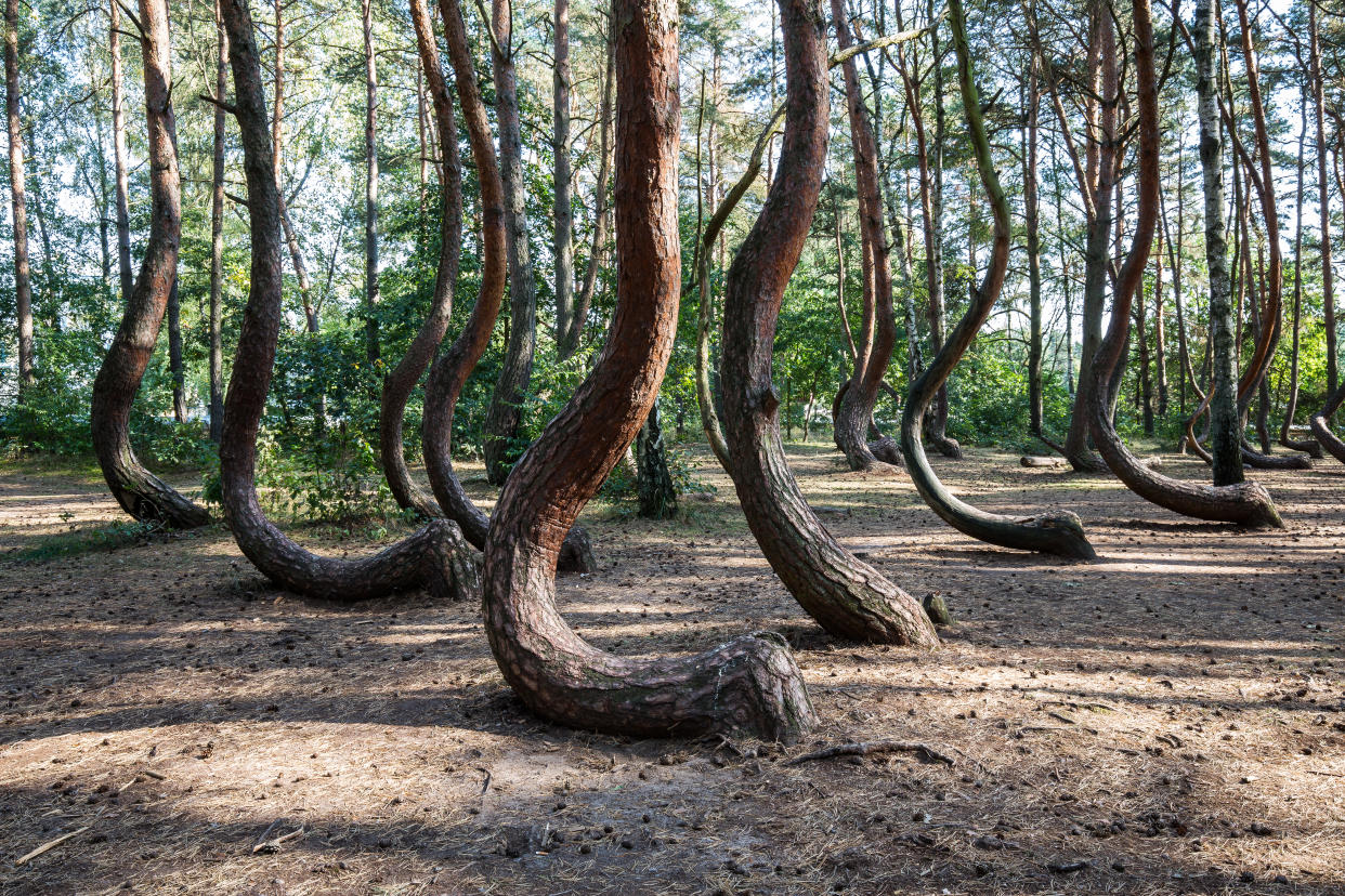 El Bosque Torcido de Gryfino consta de 400 pinos, todos ellos con una particular curvatura inexplicable para los científicos. Foto: Getty Creative. 