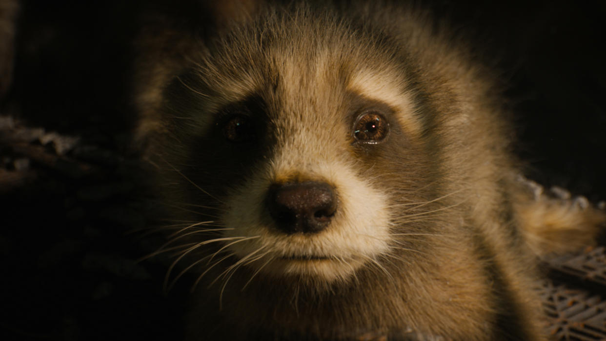  Young Rocket in Guardians Of The Galaxy Vol. 3 