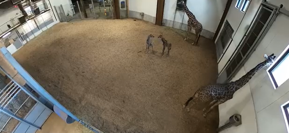 Two new Masai giraffe calves interact within the Animals of the Savanna exhibit at the Seneca Park Zoo. The pair were both a week apart - on Dec. 6 and Dec. 13.