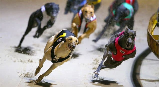 NSW Premier Mike Baird announced the greyhound racing industry would be shut down in his state from July 1, 2017. Picture: AAP