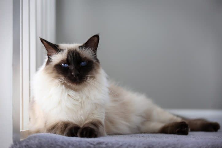 Balinese cat laying by a window