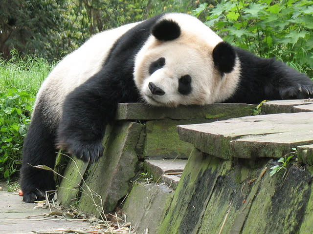 <p>Coccolare i panda – In Cina c’è chi passa la giornata coccolando i panda. No, non è uno scherzo, è il lavoro del custode del Giant Panda Protection and Research Center. E per passare la giornata abbracciati ai grossi orsacchiotti venite pure pagati 30mila euro. (Credits – Flickr/Jay Collier) </p>