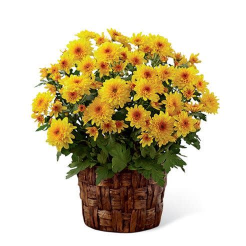 3) Chrysanthemum Plant