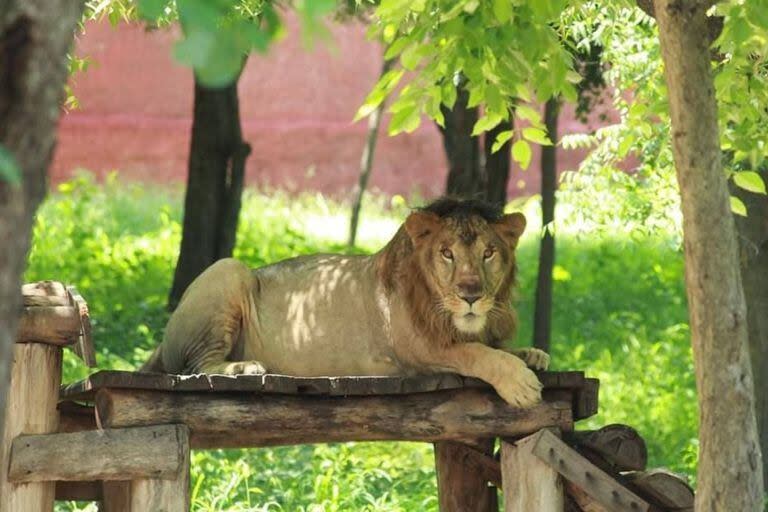 Entró a la jaula del león para sacarse una selfie y fue devorado. Foto: @svzootirupati