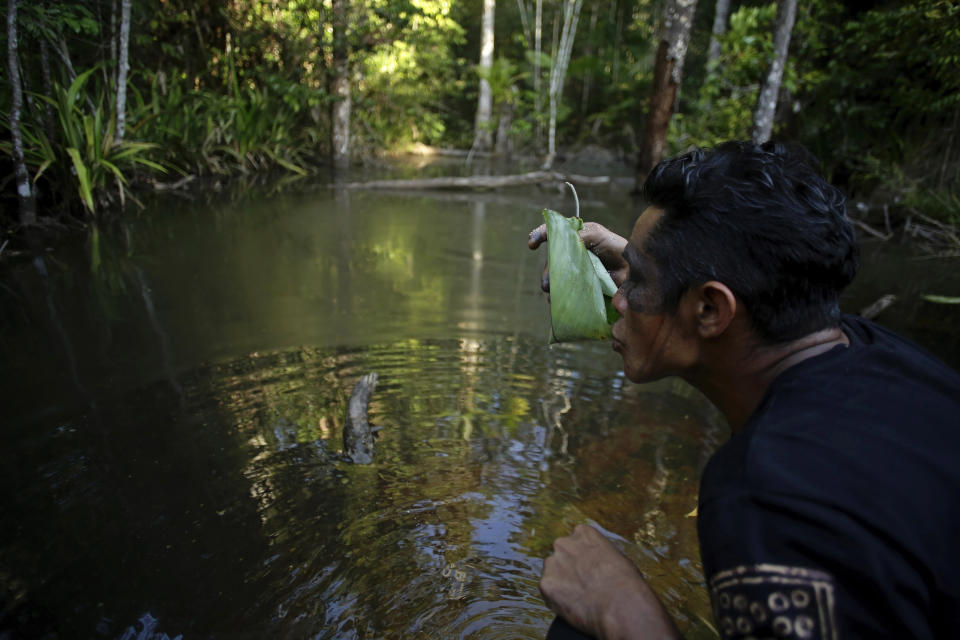 Regis Tufo Moreira Tembem, indígena de la tribu teneteara y miembro de una patrulla que busca invasores ilegales de tierras indígenas, toma agua usando una hoja como vaso en el Alto Río Guama del estado brasileño de Pará el 8 de septiembre del 2020. (AP Photo/Eraldo Peres)