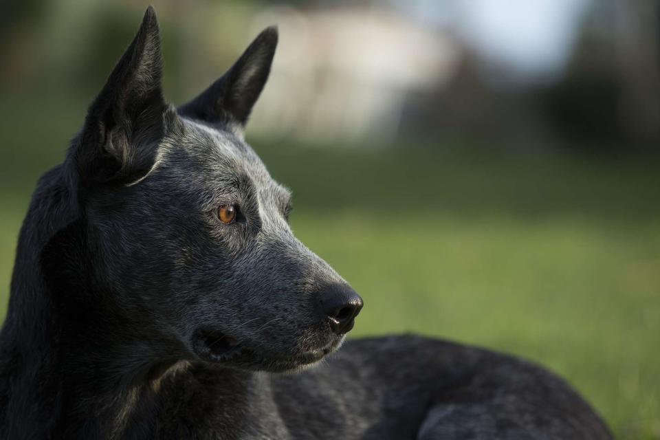 <p>Getty Images/phramedau</p> Profile of an Australian Stumpy Tail Cattle Dog