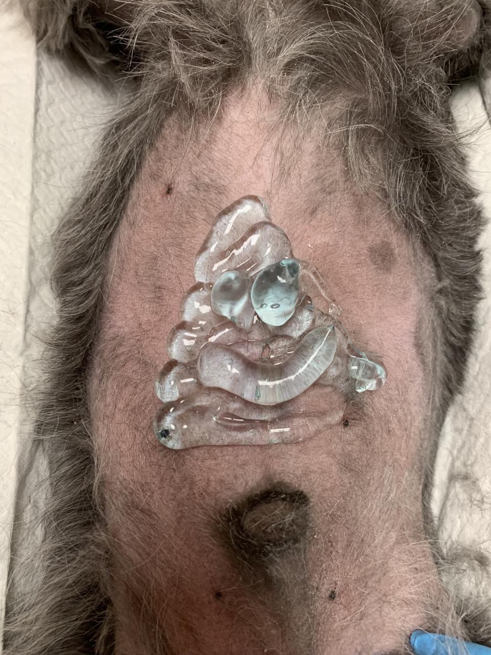 Ultrasound gel that looks like the poop emoji on a dog's belly