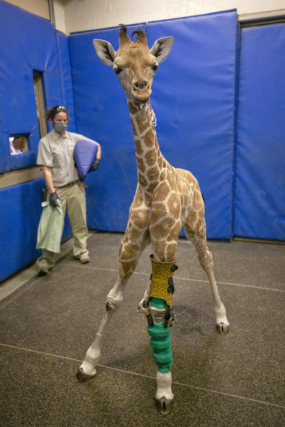 Esta imagen del 18 de febrero de 2022, publicada por la Alianza para la Vida Silvestre del Zoológico de San Diego, muestra a Msituni, una cría de jirafa que nació con un trastorno que hizo que sus patas se doblaran en sentido contrario, en el Parque Safari del Zoológico de San Diego en Escondido, al norte de San Diego. (San Diego Zoo Wildlife Alliance vía AP)