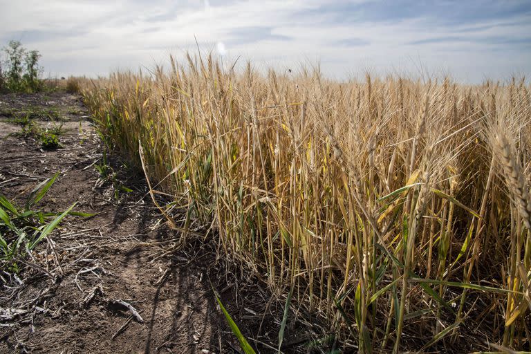 Apenas se produjeron 11,5 millones de toneladas de trigo