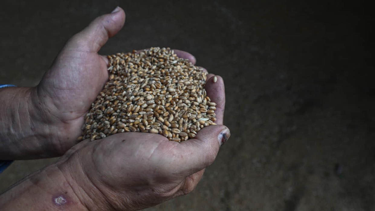 Ukrainian grain export. Photo: Getty Images