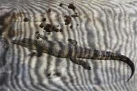 A crocodile lies in a pen at Nyanyana Crocodile Farm in Kariba, in this picture taken April 2, 2014. REUTERS/Philimon Bulawayo