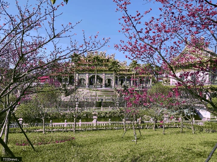 漫步在園區中，可欣賞美麗的櫻花與巍峨的觀宇。(圖:新北市景觀處提供)