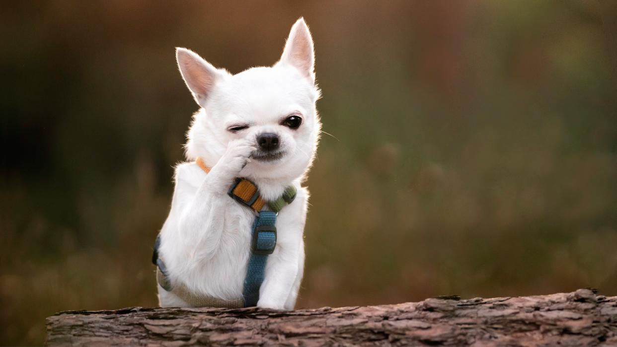  White chihuahua with paw covering nose. 