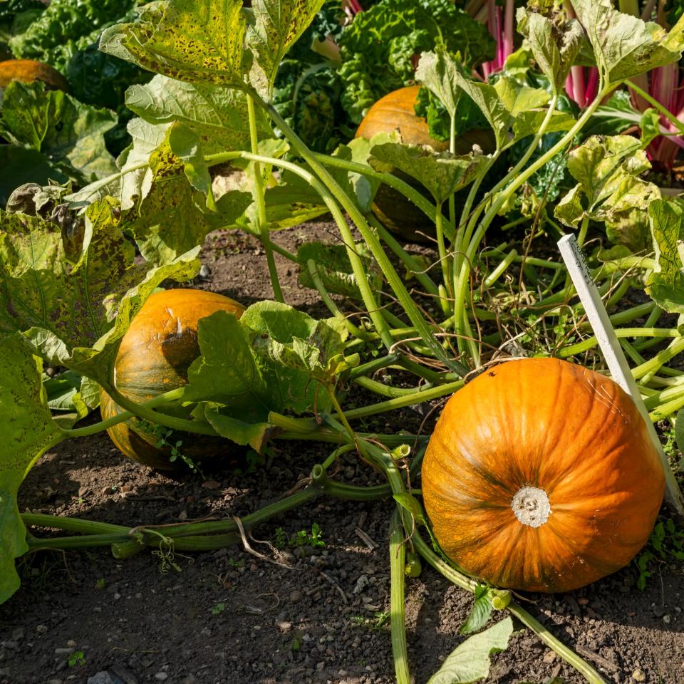 Pumpkin plants in a garden