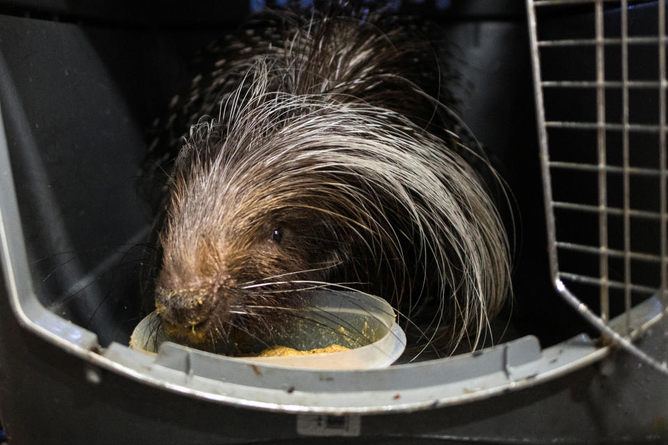 An African-crested porcupine inside a kennel.