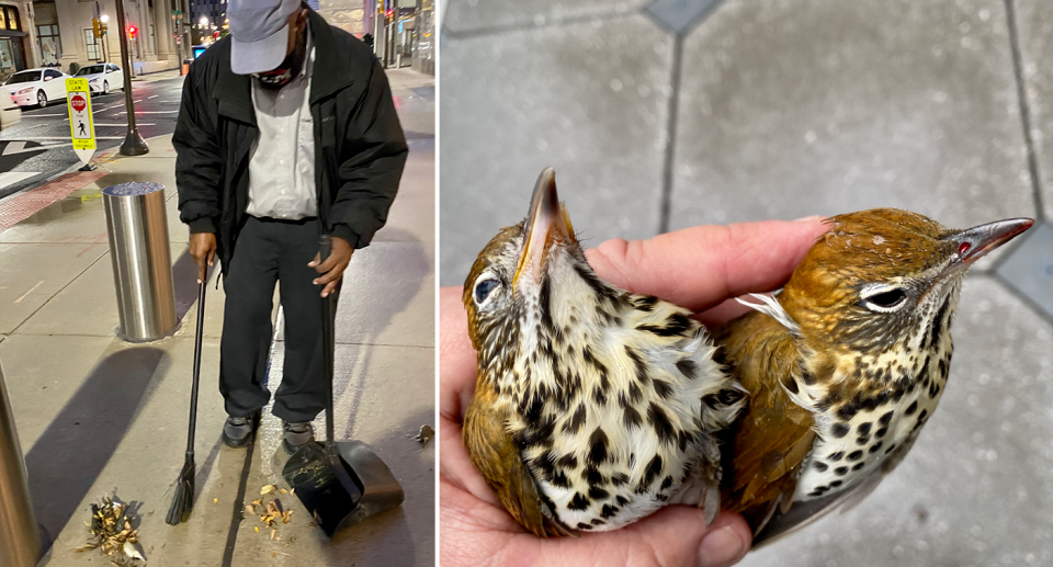 Left - a man sweeping up dead birds. Right - a hand holding two dead birds.