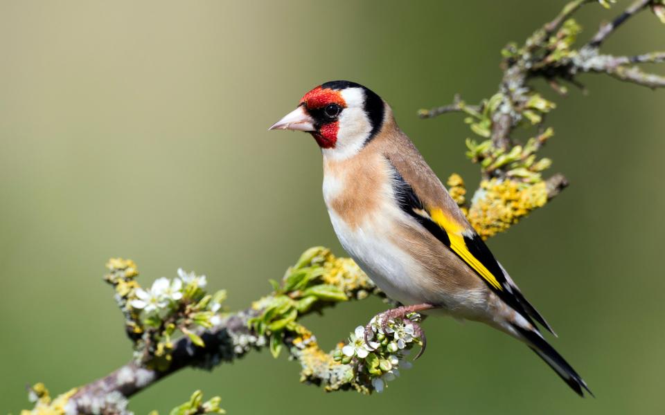 European goldfinch - Credit: BRIAN POLLARD / Alamy Stock Photo