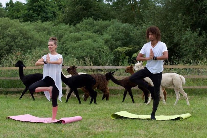 Alpaca Yoga