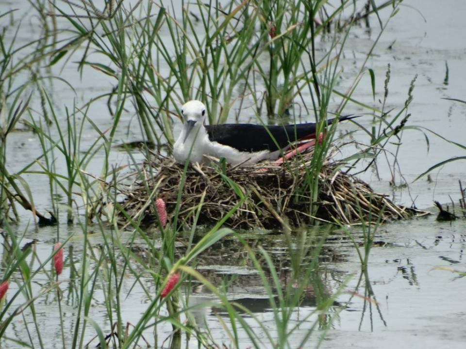 濕地鳥類-高蹺鴴母鳥孵蛋。 （吳宗勳提供）