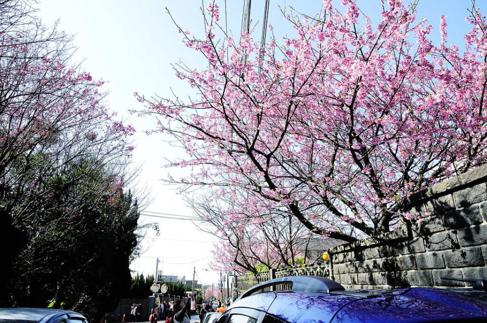 陽明山平菁街櫻花(Photo Credit: Sinchen.Lin@Flickr, License: CC BY 2.0，圖片來源：https://www.flickr.com/photos/24539319@N07/12186423374)