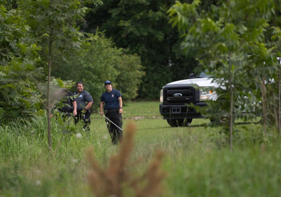 More than 600 pigs belonging to the In Loving Swineness Sanctuary were rounded up by Escambia County Animal Control officers Wednesday and Thursday. Many of them had escaped a property at 1846 Highway 95A in Cantonment and had become a public safety hazard, officials said.